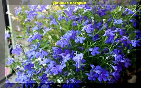 Покажи цветок лобелию