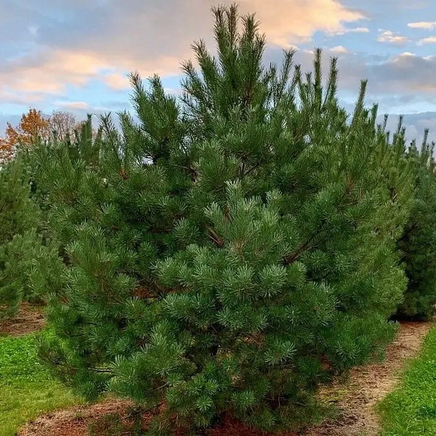 Обычная хвойная. Pinus Sylvestris сосна Лесная. Сосна обыкновенная Пинус. Сосна обыкновенная габитус. Сосна Горная Монтана.