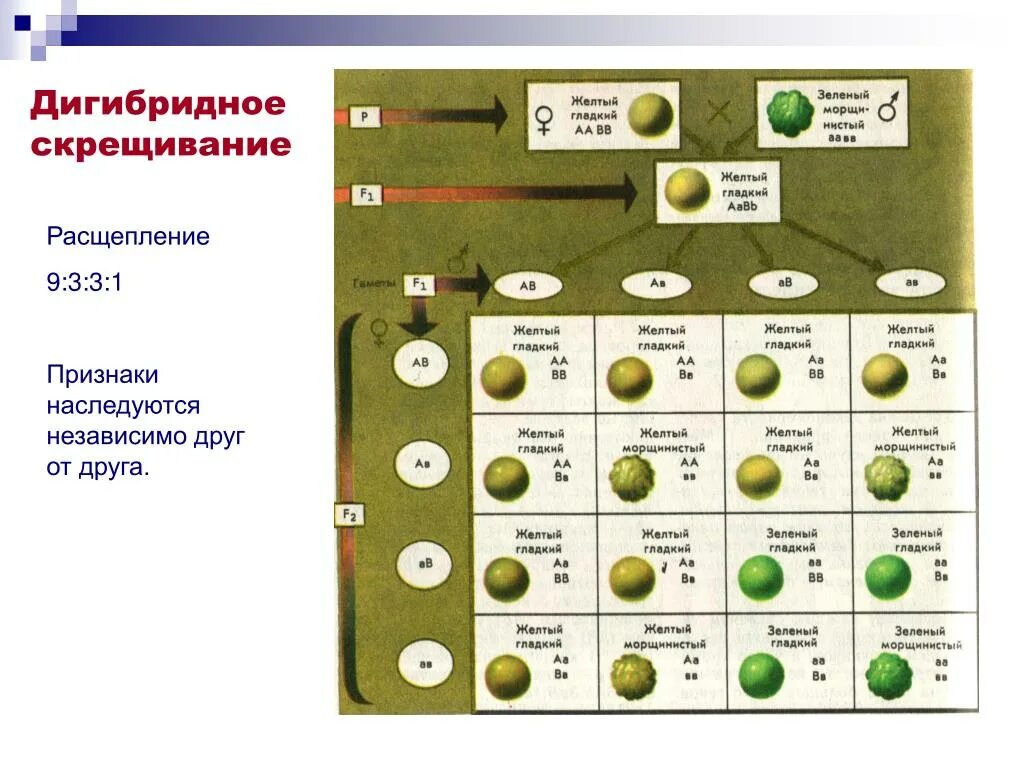 Дигибридное скрещивание 1:1:1:1. Генетика дигибридное скрещивание. 9 3 3 1 Дигибридное скрещивание. Дигибридное скрещивание 9331.