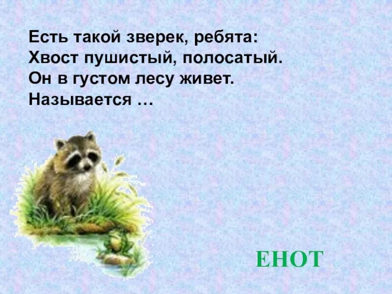 Загадка енот