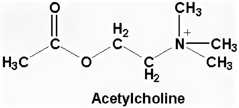 Ацетилхолин что это