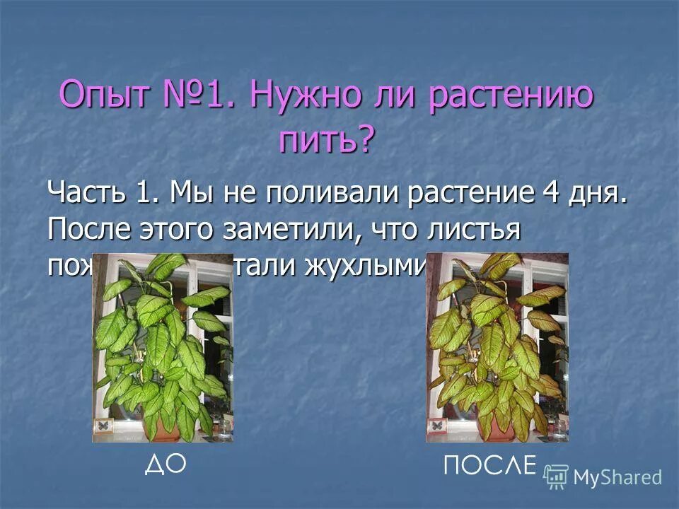 Зачем людям растения. Для чего растениям нужны листья. Питая растение. Как пьют растения презентация.