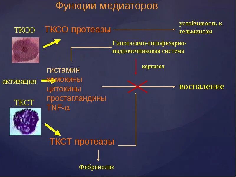 Гистамин и гепарин. Медиаторы воспаления тучных клеток. Тучные клетки гистология. Тучная клетки гистология ткани. Стабилизаторы мембран тучных клеток.