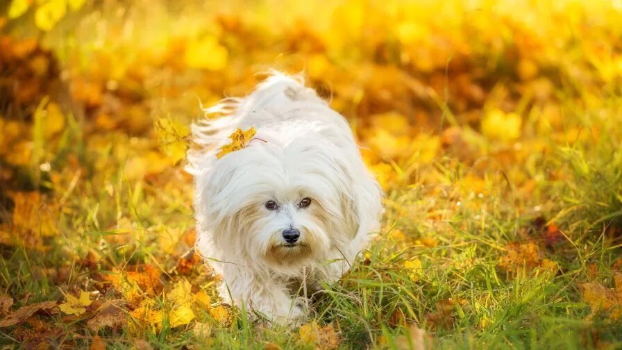 Sunny dog. Breathing dog. Мальтийская овчарка. Sunny dog. Золотистый ретривер улыбака.