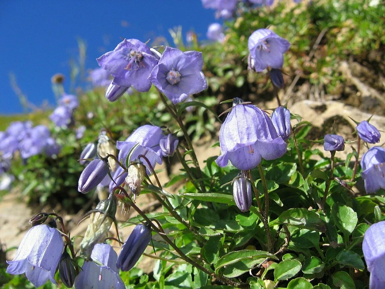 Колокольчики цветение. Колокольчик Альпийский Campanula Alpina. Колокольчик дернистый. Колокольчик Кемулярии Campanula kemulariae. Кампанула колокольчик горы.