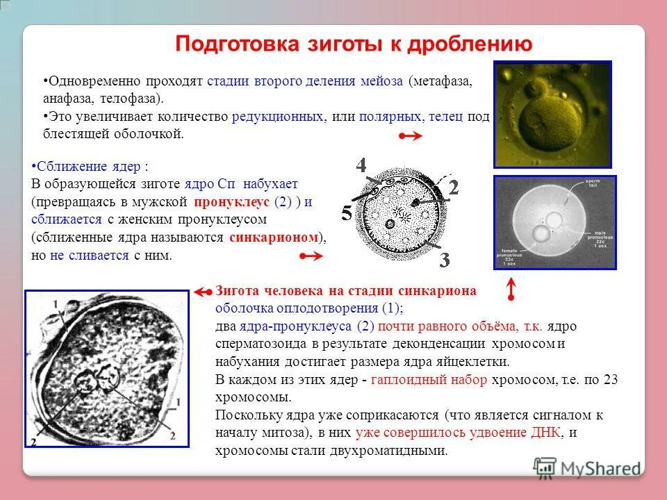 В зиготе человека содержится количество хромосом. Стадия пронуклеусов. Пронуклеус зиготы. Зигота человека. Пронуклеус яйцеклетки.