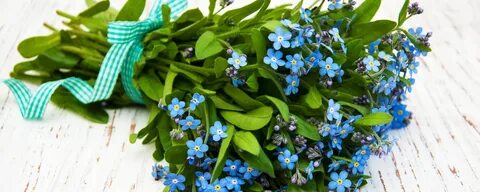 Слушать цветы незабудки