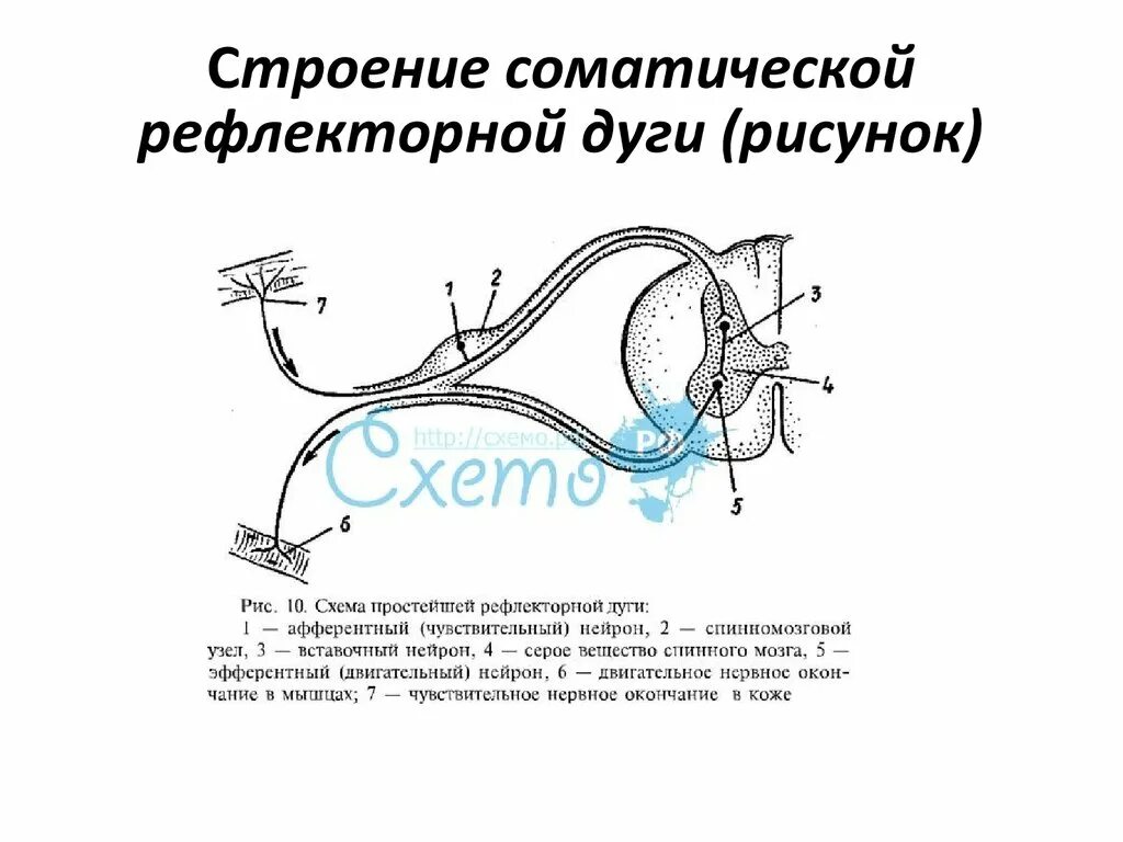 Строение рефлекторной дуги рисунок