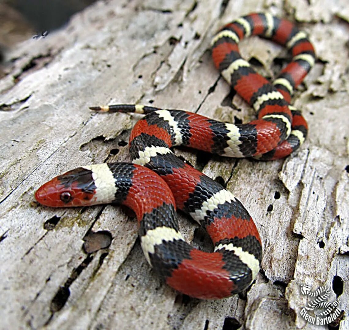 Черно красно белые змеи. Королевская синалойская молочная змея. Королевская змея Горная хуачукская. Арлекиновый коралловый Аспид. Молочная змея Lampropeltis Triangulum.