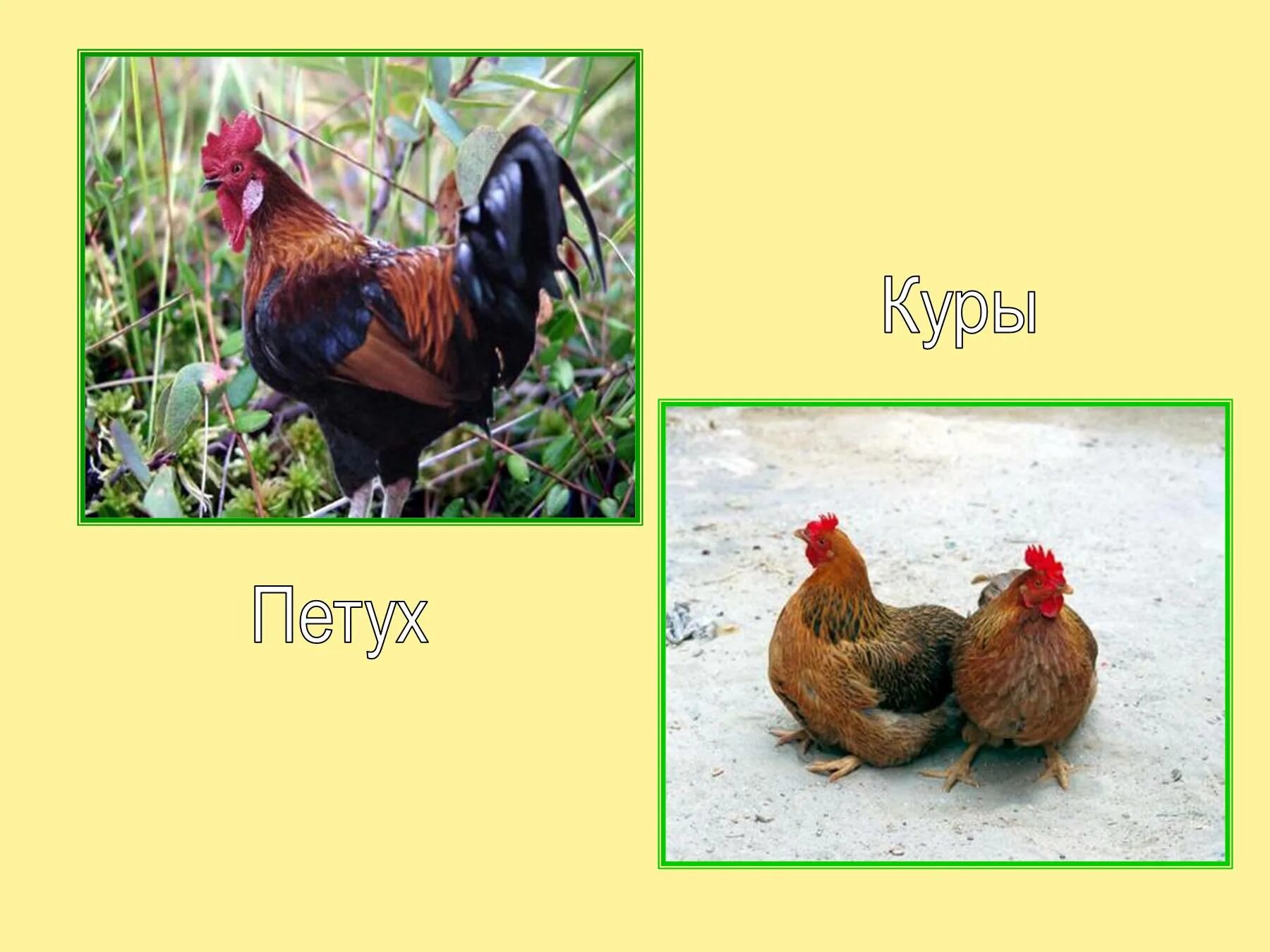Курочка значение. Курочка значение
