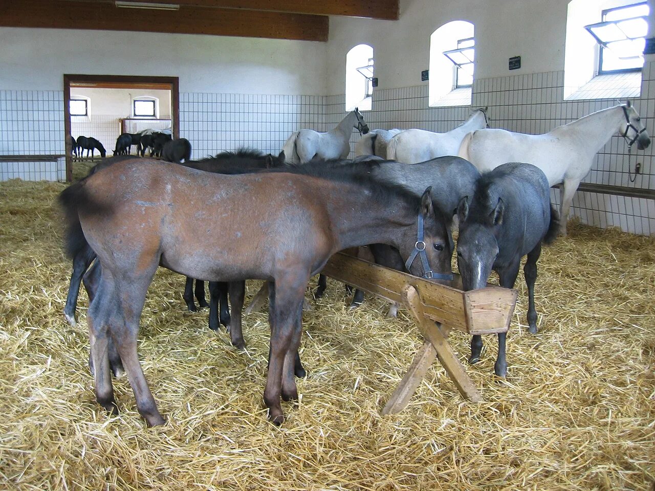Сколько содержать лошадь. Хозяйство с конюшней. Лошадиная ферма в Калининграде. Содержание лошадей. Условия содержания лошадей.