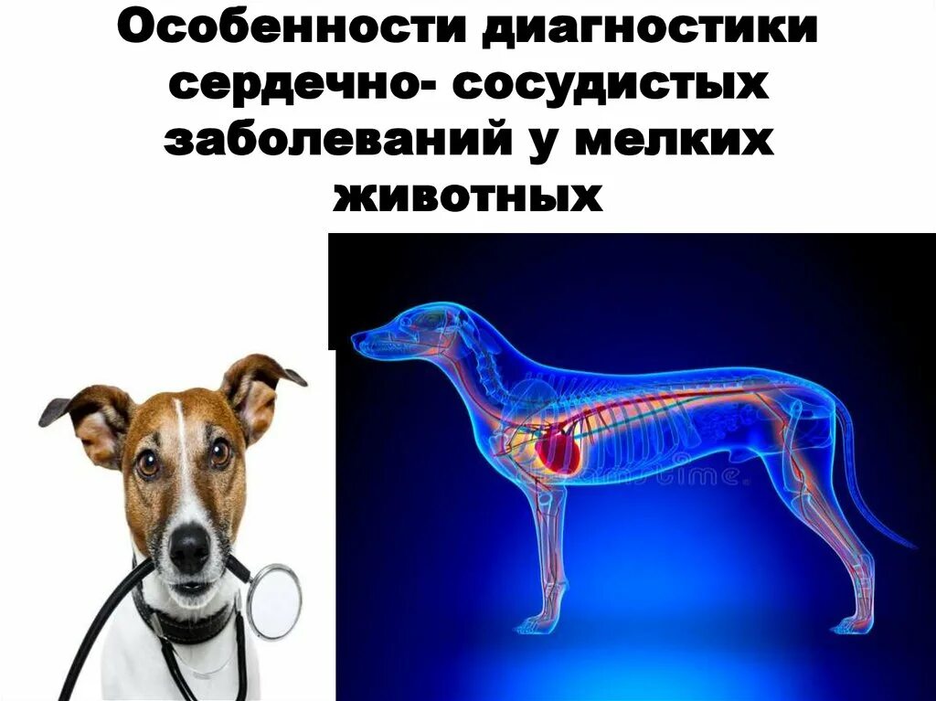 Выполнение диагностических исследований животных. Болезни сердечно сосудистой системы животных. заболевания сердца у животных. методы исследования сердечно-сосудистой системы у животных. болезни органов сердечно сосудистой системы животных.