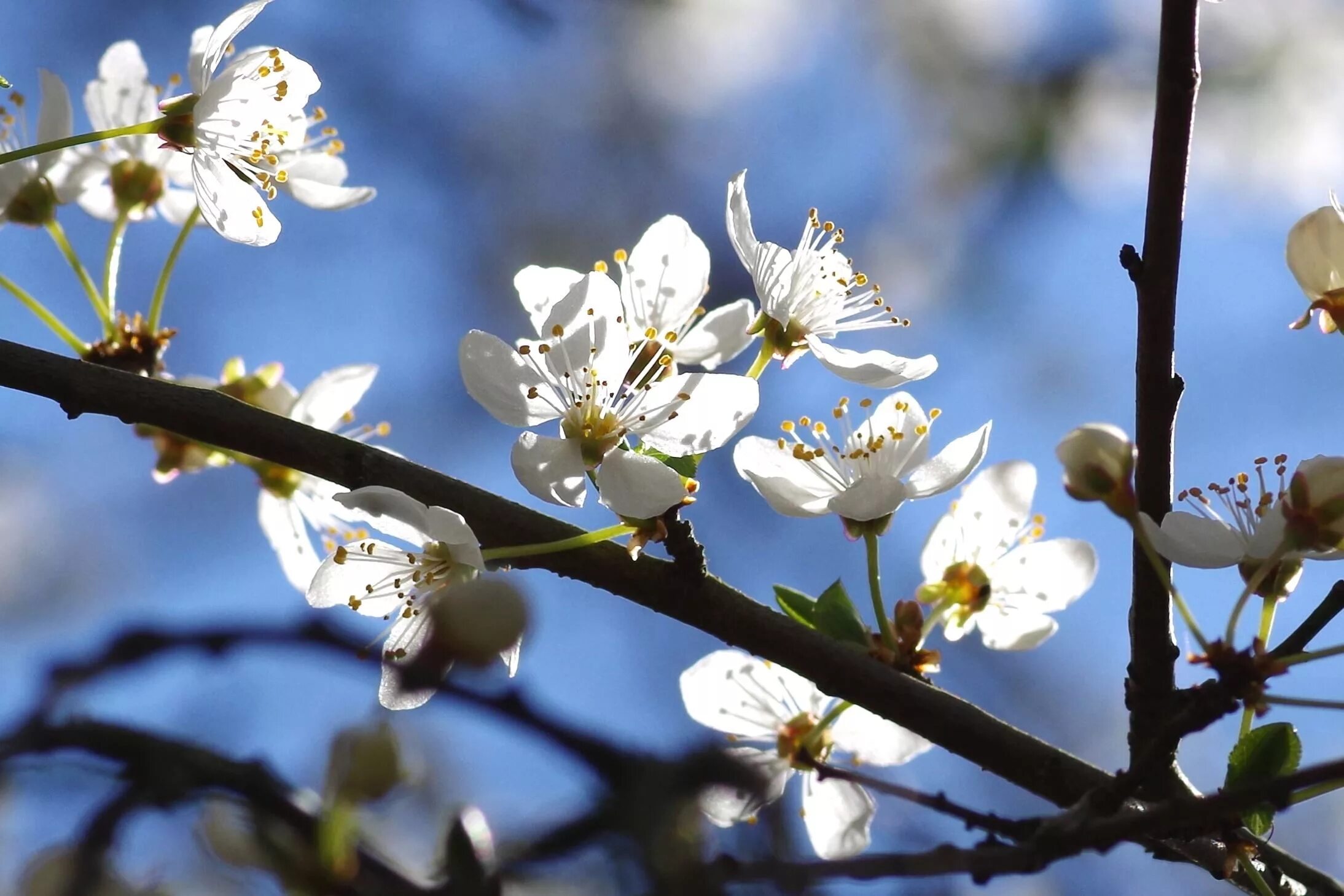 Апрель пора года. Prunus spinosa бутоны. Весенняя природа. Весенние цветы. Цветущее дерево.