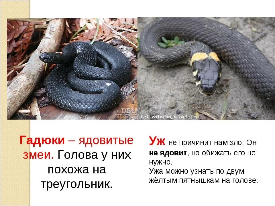 Перечень ядовитых змей