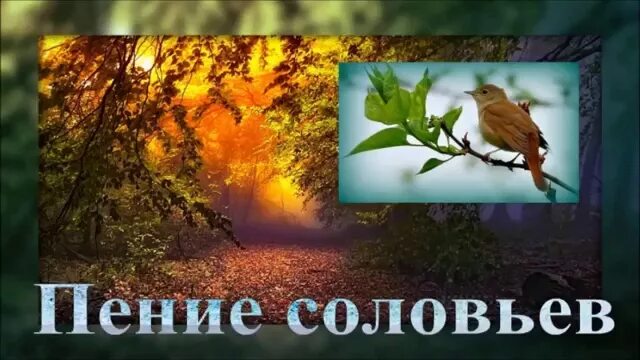 Песня в городе поют соловьи. Доброе утро поёт Соловей. Вдохновленные трели соловья. День трели соловья. Вдохновленные трели соловья открытка.