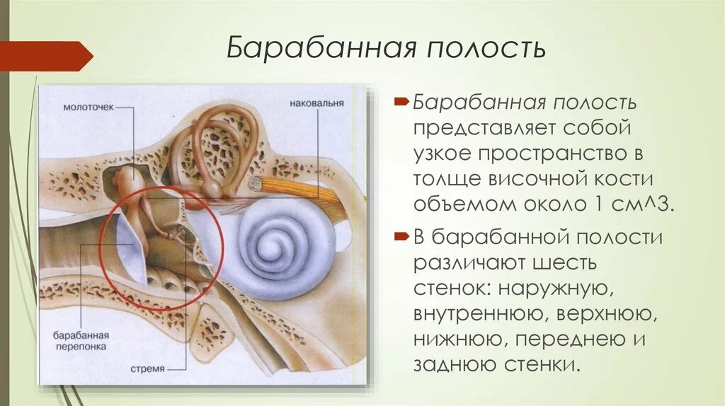 Среднее и внутреннее ухо функции. Строение барабанной полости стенки. Барабанная полость анатомия функции. Барабанная полость среднего уха топография. Анатомические структуры барабанной полости.