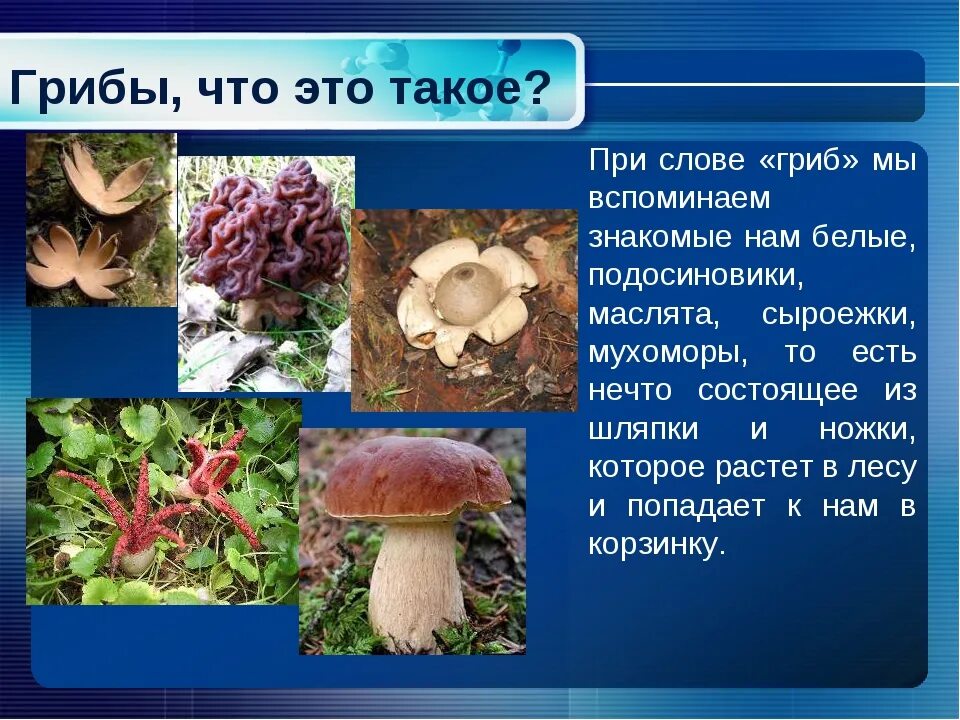 Наука про грибы. Грибы презентация. Что такое грибы кратко. Проект на тему грибы 2 класс. Презентация про грибы 2 класс.