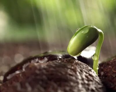 The seed
