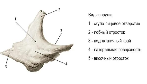 Анатомия скуловой кости