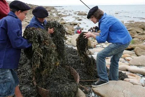 Собирать водоросли