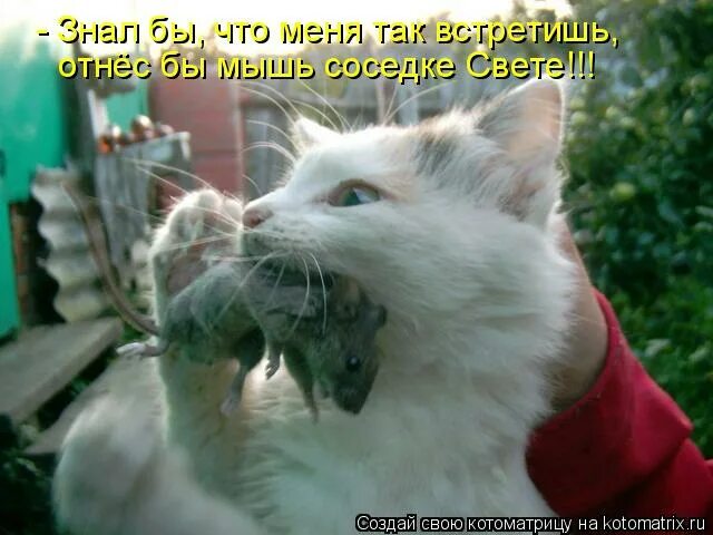 Мышь. Домик для мышей. Что умеет мышь. Описание крысы. Что умеет делать животное.