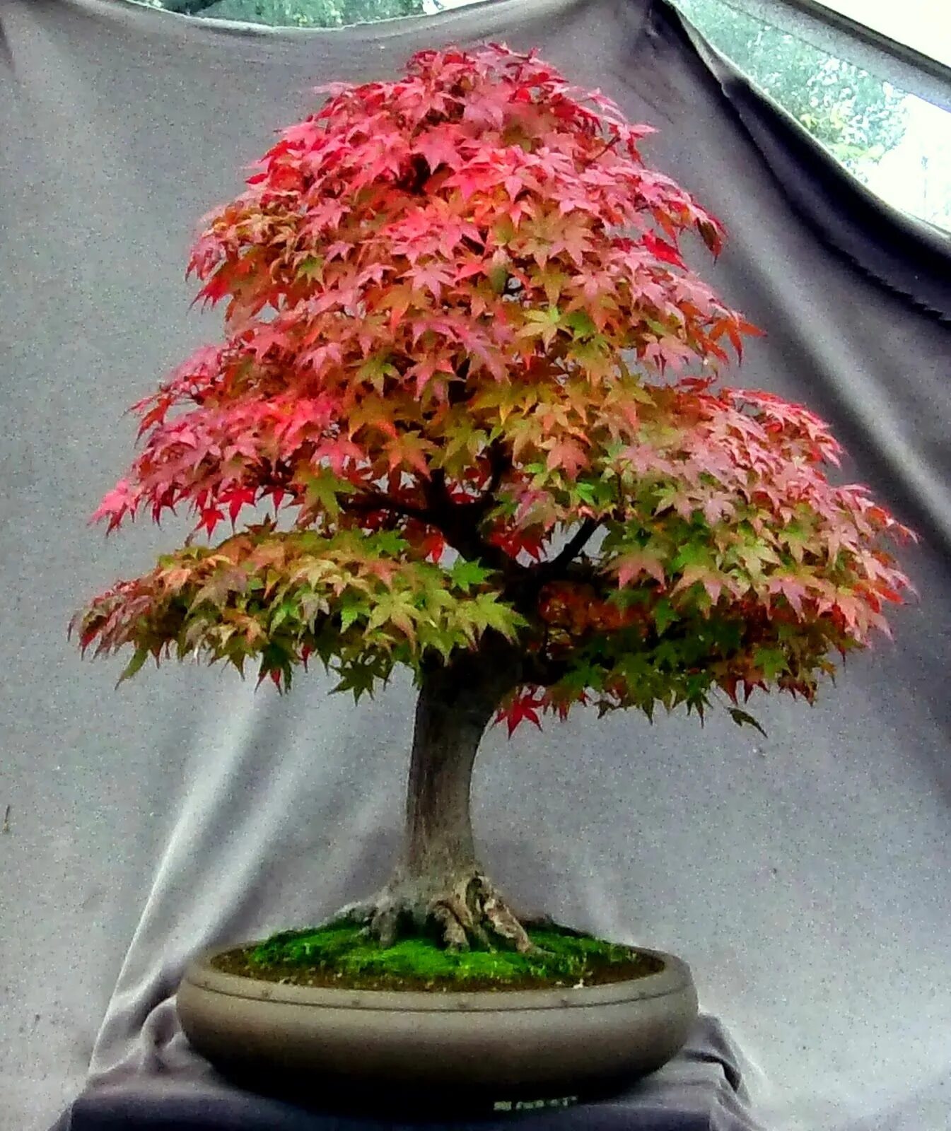 japanese maple - Google Search Arboles para jardin, Acer palmatum, Jardinería en