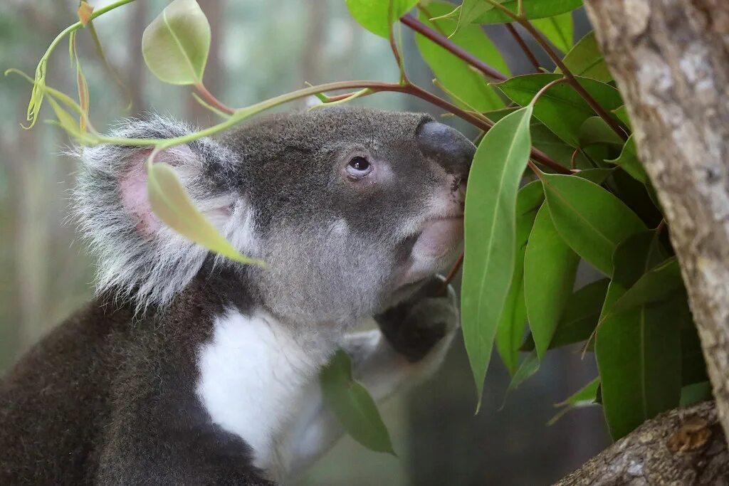 Коала. Сумчатый медведь коала факты. Квинслендская коала. Коала эвкалиптовый мишка.