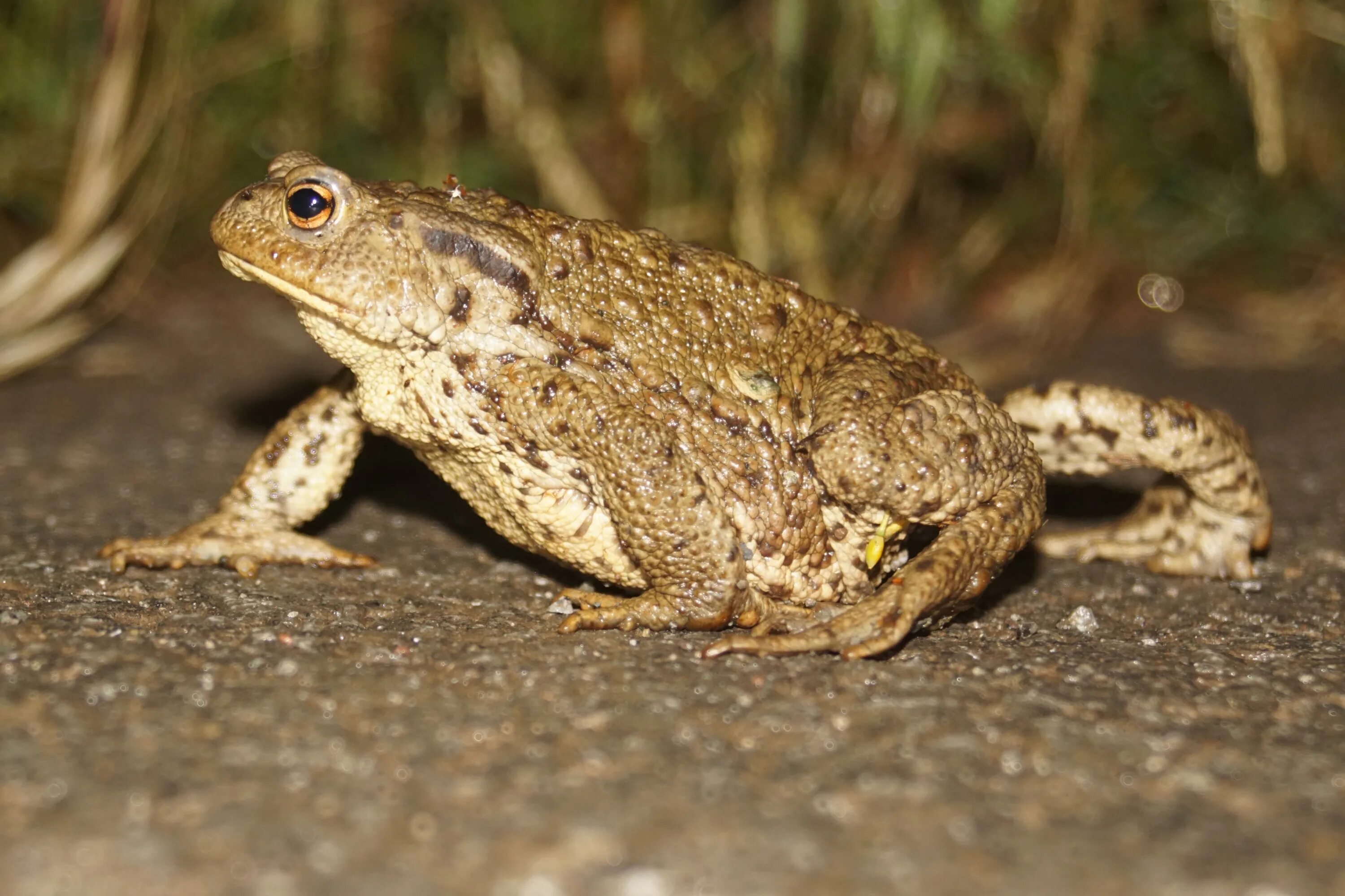 Линька пресмыкающихся. Жаба Буфо. Обыкновенная серая жаба. Bufo Bufo (жаба обыкновенная, или серая). Лягушка обыкновенная.