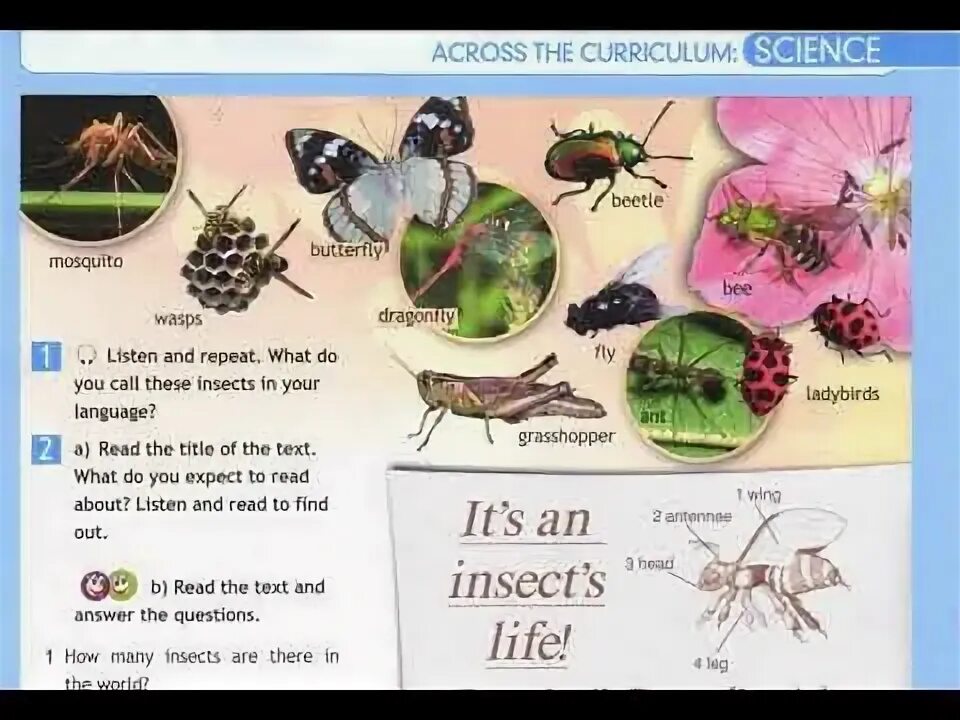 Насекомые на английском 5 класс Spotlight. Насекомые на англ языке. Насекомые на английском для дошкольников. Insect 5 класс Spotlight. Английский 5 класс стр 73 текст