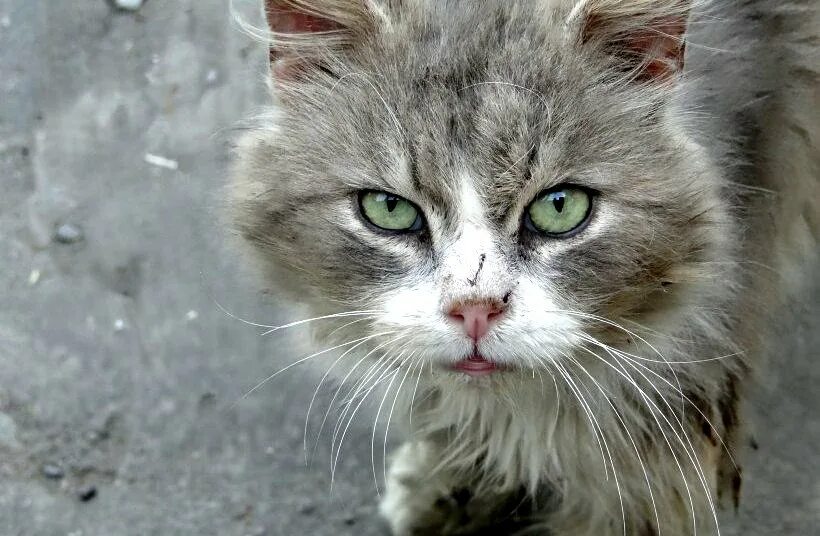 Кот со шрамами. Черный одноглазый кот. Шрам коты воители арт. Потрепанный кот. Облезлый кот.