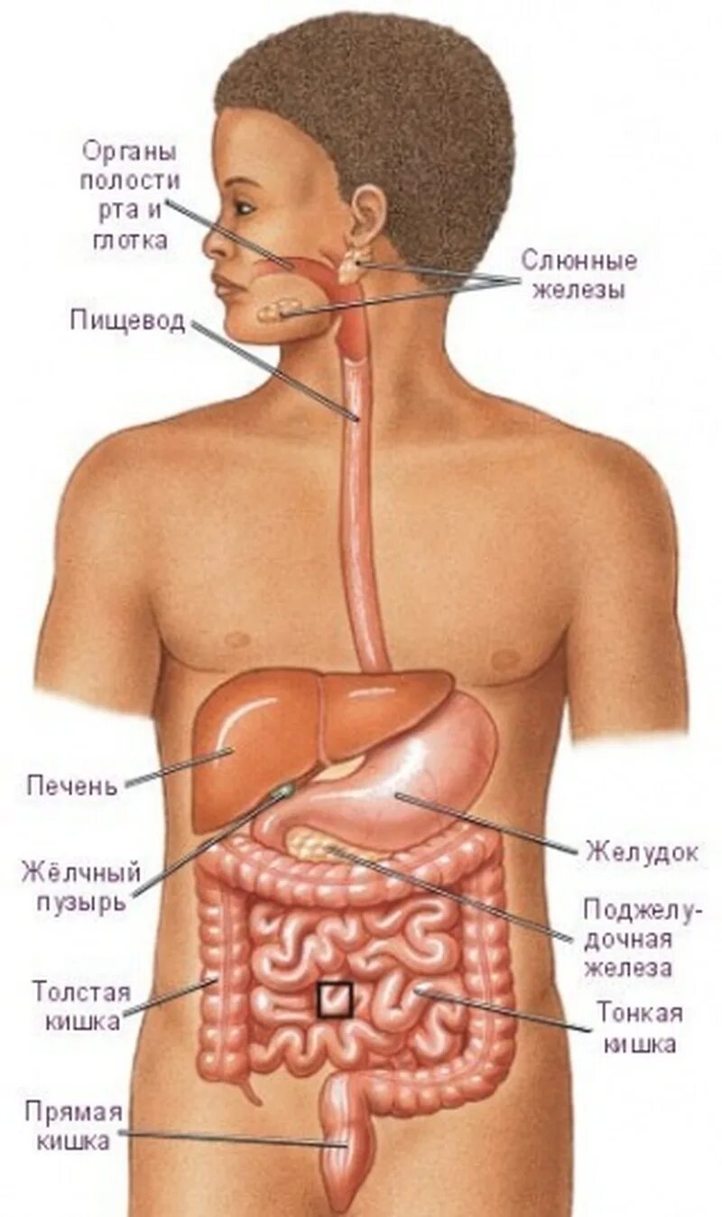 Строение ЖКТ ребенка 5 лет. Анатомия для детей пищеварительная система. Органов пищеварения у детей строение. Расположение органов ЖКТ У человека.