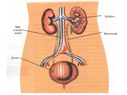 Анальды порно ауырсынудан жылайды