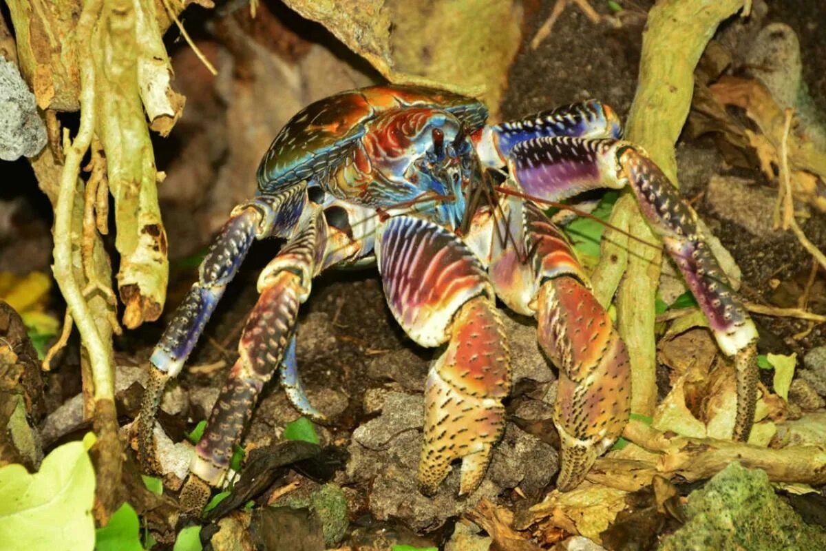 Пальмовый краб. Birgus latro. австралийский пальмовый краб. краб пальмовый вор. пальмовый вор кокосовый краб.