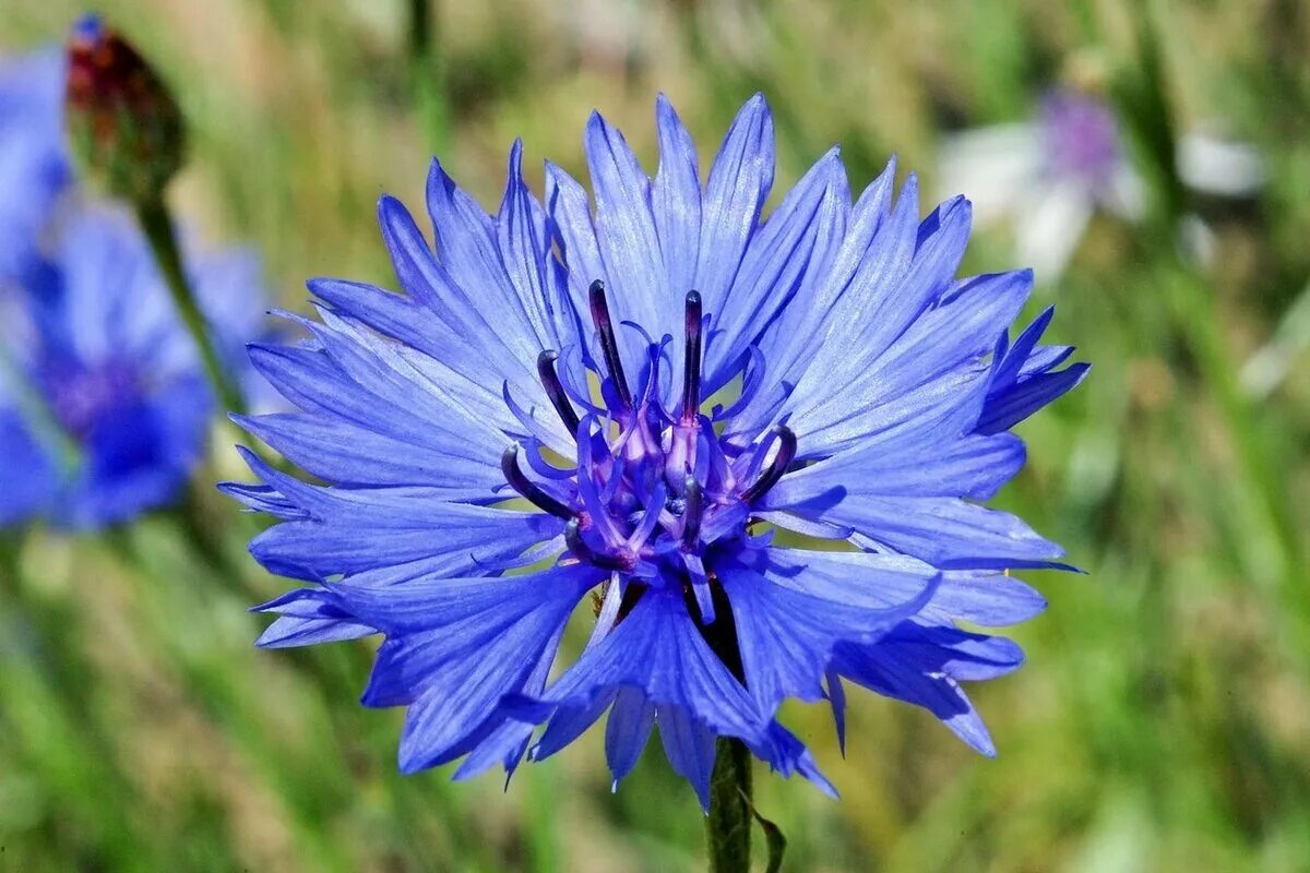 Василек мухина. Бодяк Василек Луговой. Василек голубой Centaurea cyanus. Василек Луговой синий. Василек синий (Centaurea cyanus).