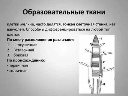 Постоянно делится
