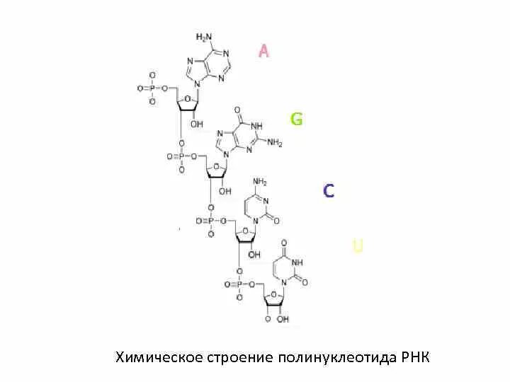 Структура РНК формула. Химическое строение РНК. РНК строение химия. Строение РНК формула.