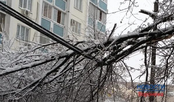 Почему нет света в воронеже сегодня. Дерево упало на провода. Упавшее дерево под проводами. Падение дерева на остановку фото. Падение деревьев в Курчатове фото.