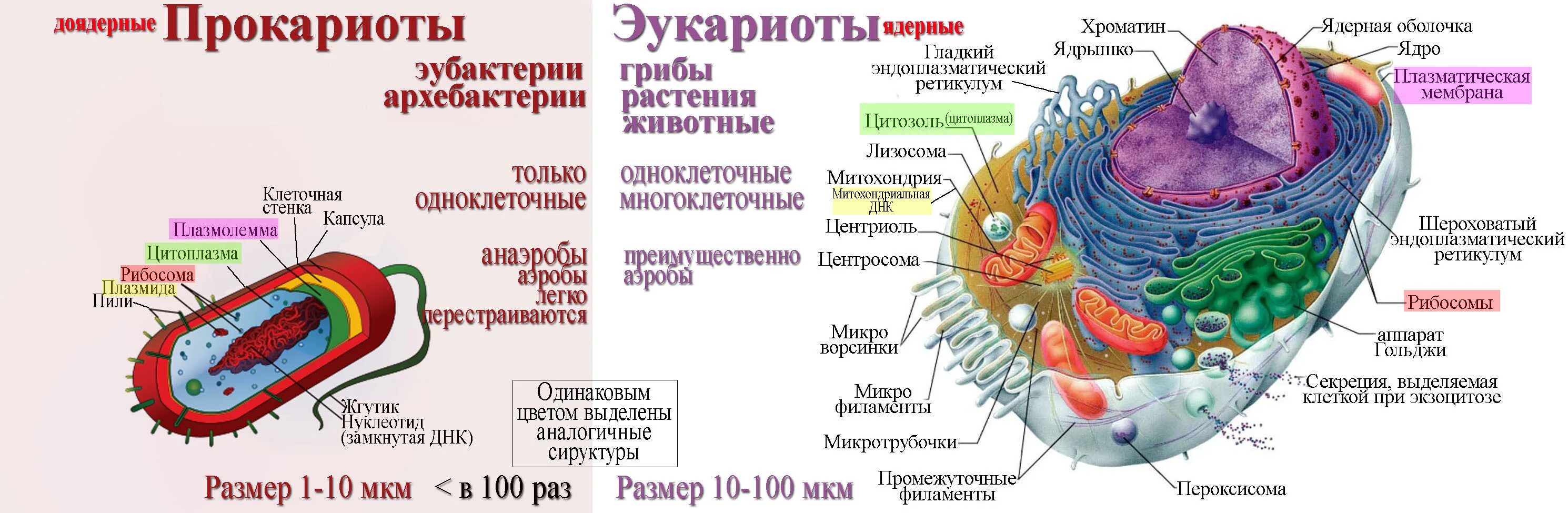Хлоропласты ядро митохондрии лизосомы. Функции органоидов клетки эукариот. Органоиды эукариотической клетки строение. Функции органоидов прокариотической клетки. Строение одноклеточных эукариот.
