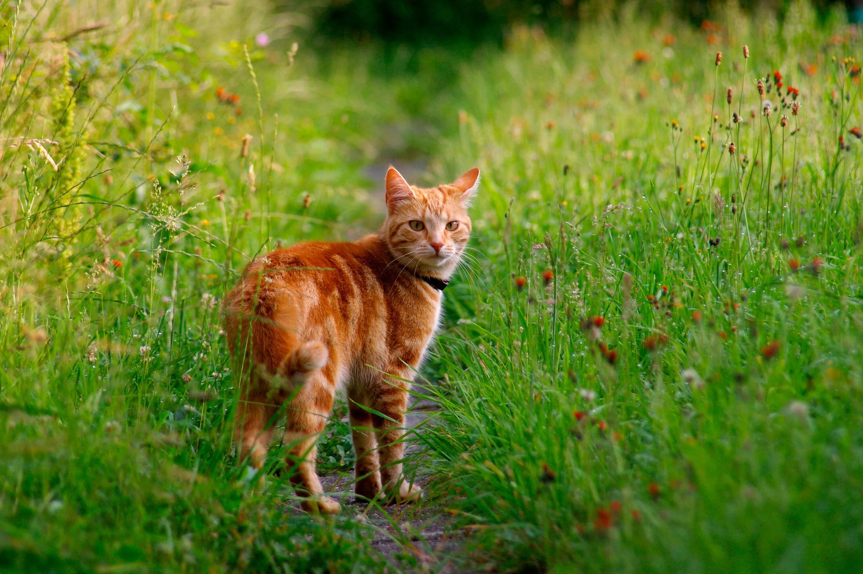 Звуки гуляющих котов. Кошки скитаются. Golden Cat.