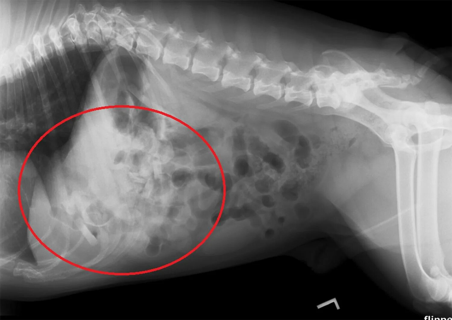 Проглотил большим куском. Проги собака. Рентген беременность собаки. Кости в желудке собаки рентген.