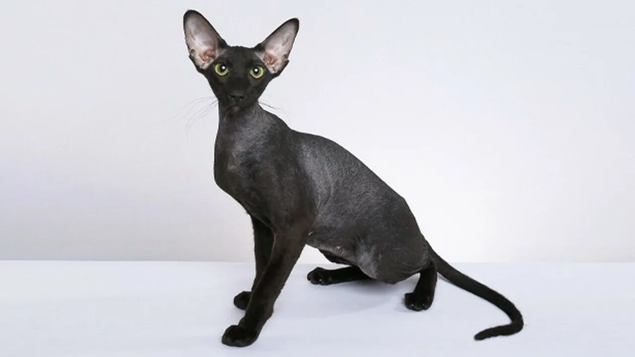Рассмотрите фотографию кошки породы петерболд. Петерболд кошка. Сфинкс Петерболд браш. Петерболд Ориентал. Сфинкс Петерболд черный.