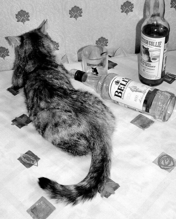 Кот и валерьянка смешные. Кот с виски. Коты алкоголики. Коты и валерьянка приколы. Пить валерьянку на ночь