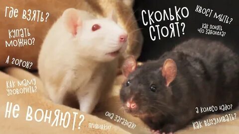 Как правильно мыть крыс
