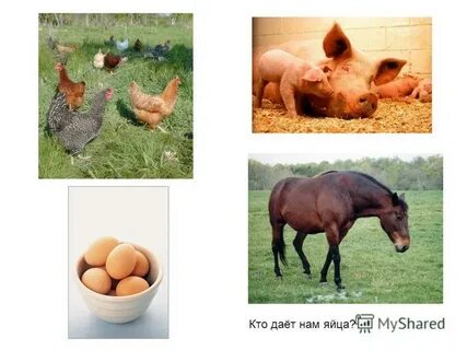 Домашние животные дающие человеку продукты питания