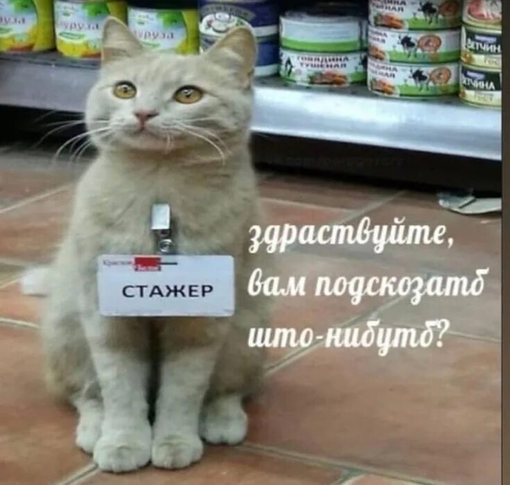 Стажер мемы. Кот стажер мем. Стажер мем. Стажировка мем. Мемы про стажеров.