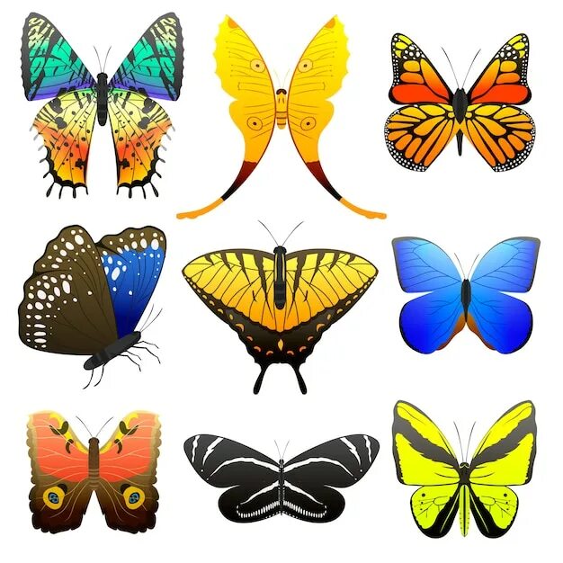 Different fly