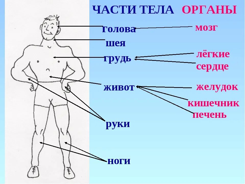 Строение тела человека. Части тела человека названия. Название частей тела человека рисунок. Части тела человека анатомия.