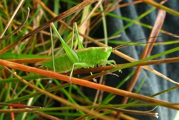 Кузнечик серый (decticus verrucivorus). Прямокрылые сверчки. Саранча кузя. Кузнечики форум. Кузнечик сверчок цикада саранча.