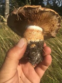 Паутинка грибы фото