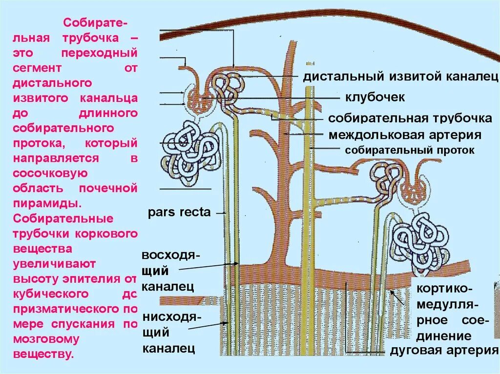 Собирательные трубочки пирамид. Дистальный извитой каналец. Дистальный извитой каналец функции. Собирательные трубочки почек. Выделительная система собирательные трубочки.